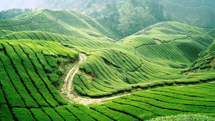 khám phá những loại trà sữa teh tarik malaysia hấp dẫn nhất