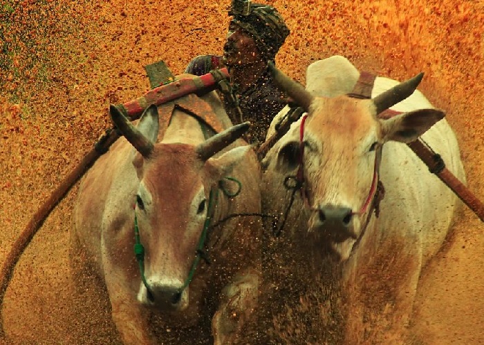 Lễ hội đua bò Indonesia hấp dẫn du khách bốn phương