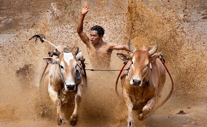 lễ hội đua bò indonesia hấp dẫn du khách bốn phương