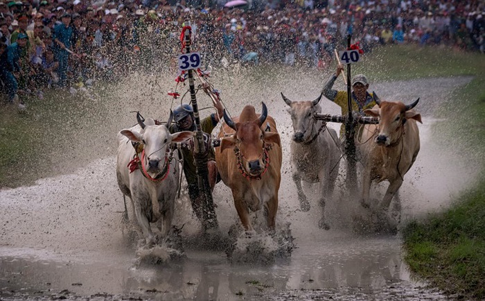 lễ hội đua bò indonesia hấp dẫn du khách bốn phương