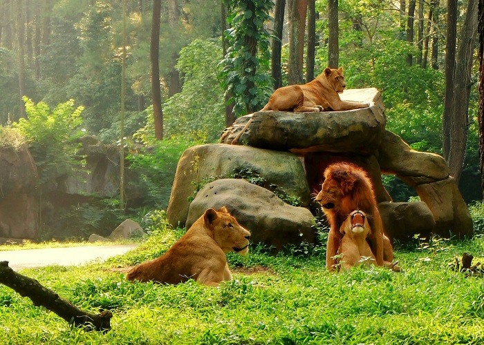 công viên taman safari nổi tiếng với những loài thú hoang dã