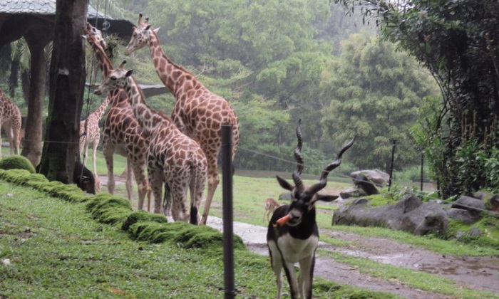 công viên taman safari nổi tiếng với những loài thú hoang dã