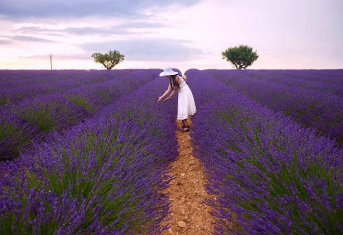đắm mình giữa cánh đồng hoa lavender tím mộng mơ ở pháp