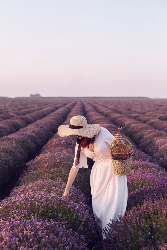 đắm mình giữa cánh đồng hoa lavender tím mộng mơ ở pháp
