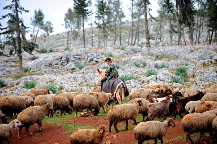 Khám phá lễ hội chăn cừu đặc sắc khi du lịch Nga