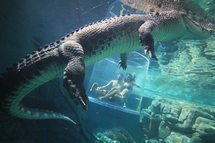 thót tim với màn đụng độ cá sấu bắc úc tại công viên crocosaurus cove