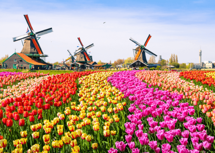 12 kinh nghiệm hữu ích để thiết kế một tour du lịch Hà Lan