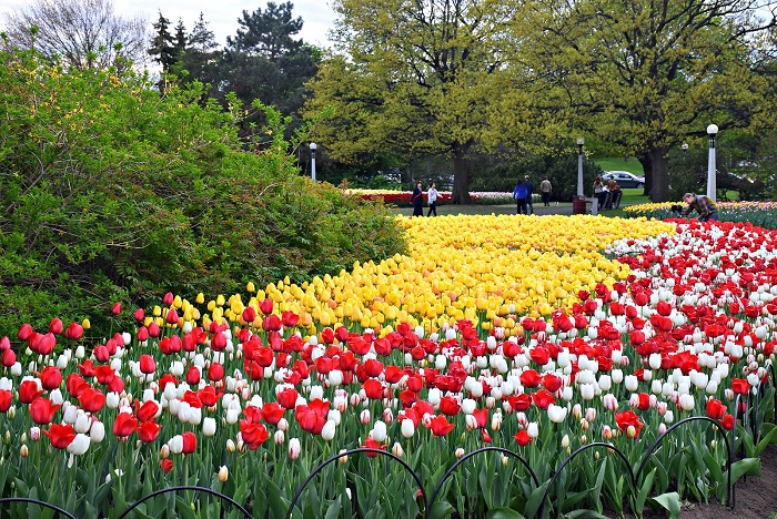 khám phá lễ hội hoa tulip ở hà lan dành cho những tâm hồn mộng mơ