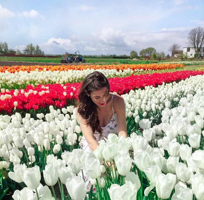 đẹp mê mẩn những địa điểm ngắm hoa tulip ở hà lan
