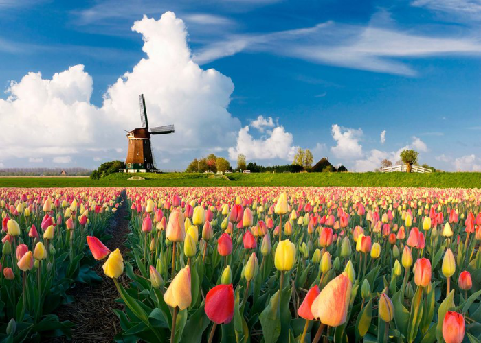 Bỏ túi bí kíp tiết kiệm chi phí qua các loại vé, thẻ du lịch Hà Lan