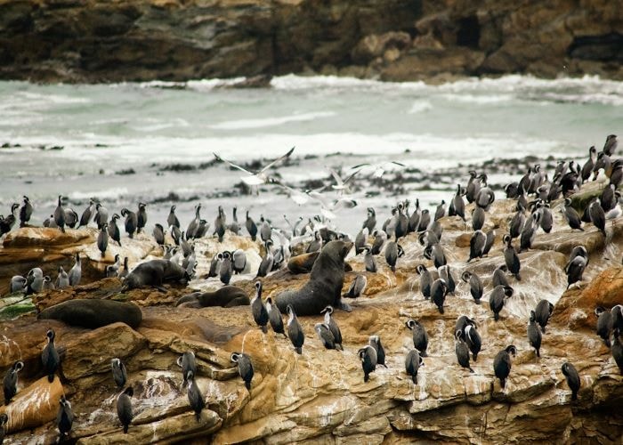 oamaru – thủ phủ chim cánh cụt của new zealand