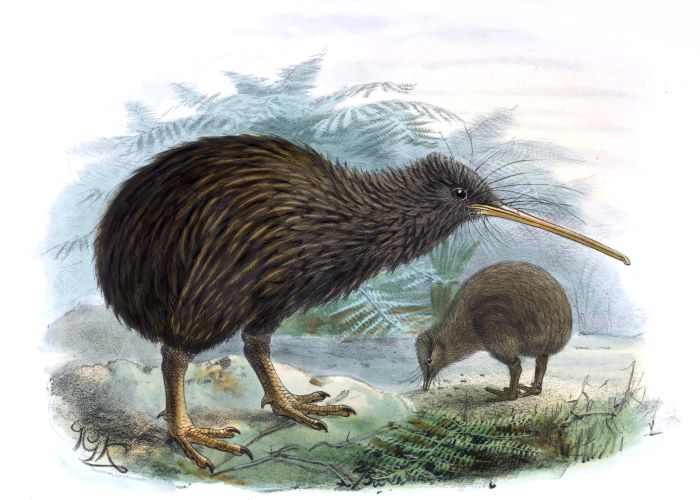 bí ẩn loài chim kiwi – biểu tượng quốc gia của new zealand
