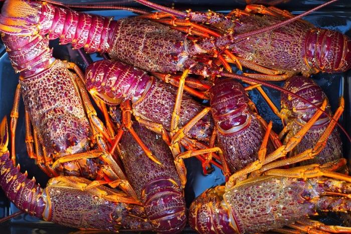 các món hải sản ngon nhất ở quốc đảo new zealand
