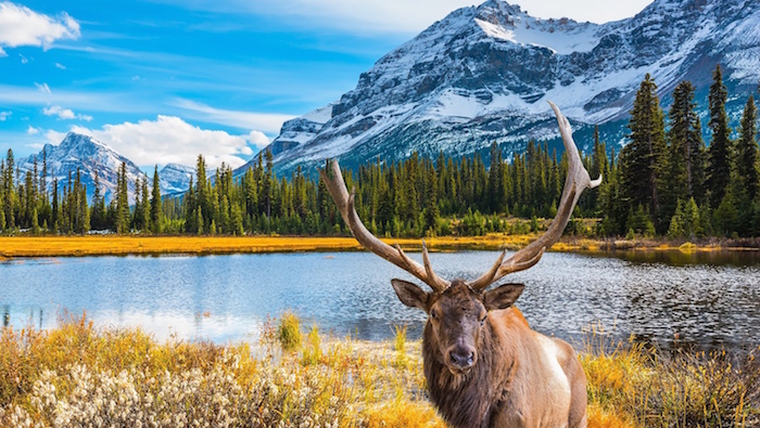 vườn quốc gia banff – báu vật của thiên nhiên hoang dã canada
