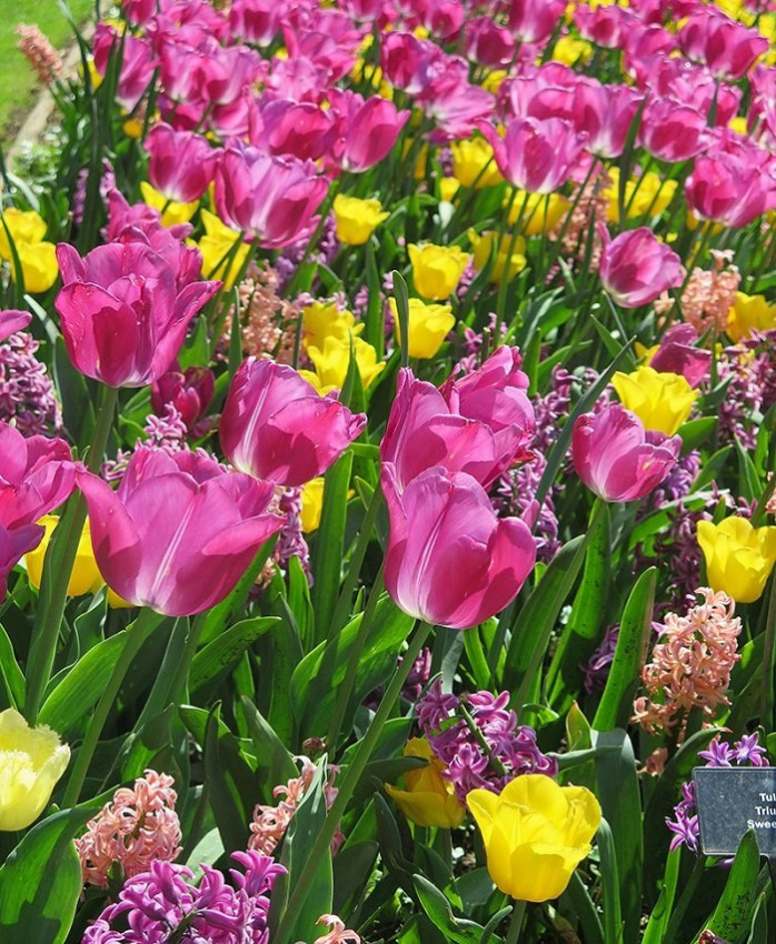 đắm mình trong lễ hội hoa floralia brussels rực rỡ sắc màu tại bỉ