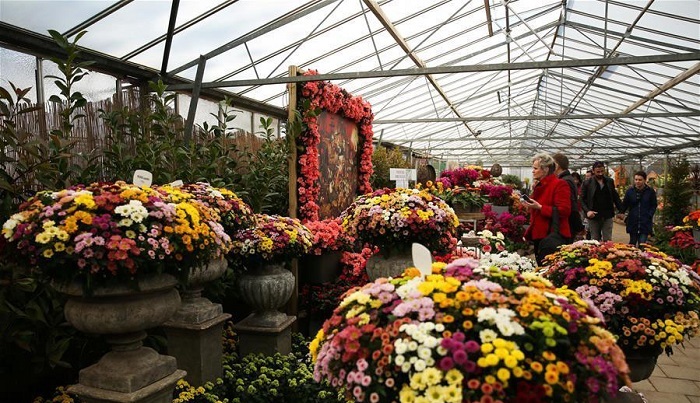 đắm mình trong lễ hội hoa floralia brussels rực rỡ sắc màu tại bỉ
