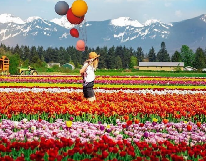 muốn trải nghiệm một mùa hè rực rỡ? hãy đến với lễ hội hoa tuylip canada