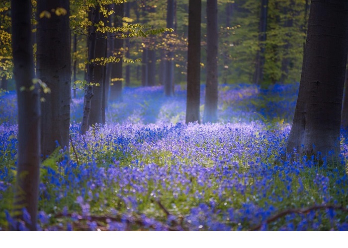 Khám phá Halle, khu rừng đẹp tựa cổ tích phủ đầy hoa chuông xanh ở Bỉ