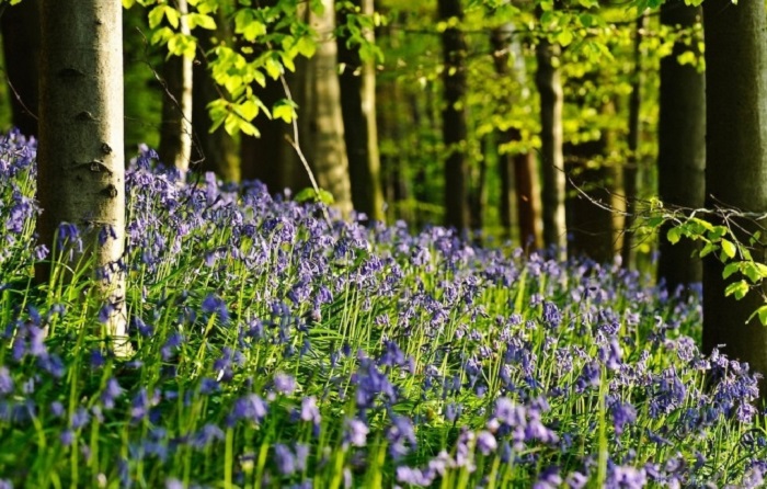 khám phá halle, khu rừng đẹp tựa cổ tích phủ đầy hoa chuông xanh ở bỉ