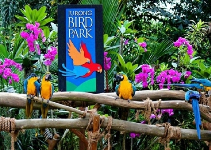 Những điểm tham quan thú vị tại vườn chim Jurong Bird Park