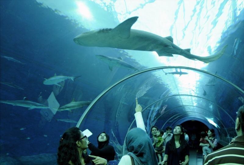 có gì thú vị tại sea aquarium – thủy cung lớn nhất thế giới hiện nay