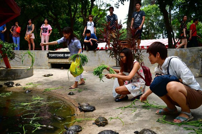 đảo rùa singapore – điểm đến linh thiêng bậc nhất quốc đảo sư tử