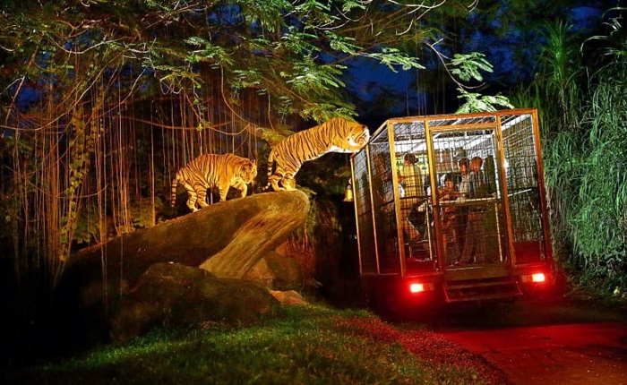 sở thú đêm ở singapore – địa điểm tham quan không thể bở lỡ khi đến đảo quốc sư tử