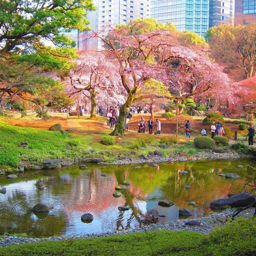 Top 12 Địa Điểm Ngắm Hoa Anh Đào Ở Tokyo Như Lạc Vào Thiên Đường