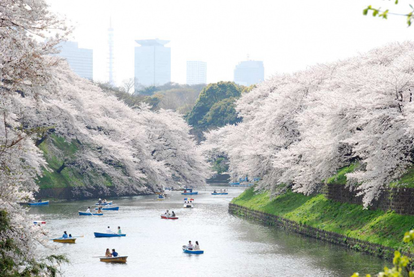 Top 12 Địa Điểm Ngắm Hoa Anh Đào Ở Tokyo Như Lạc Vào Thiên Đường