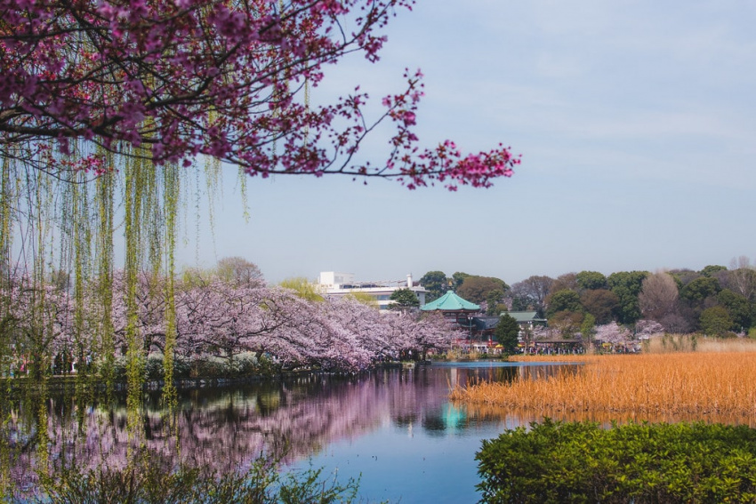 Khám Phá Công Viên Ueno – Công Viên Lâu Đời Nhất Nhật Bản