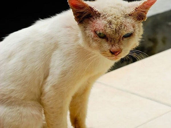 Mèo bị nấm: Nguyên nhân, dấu hiệu nhận biết và cách chữa trị