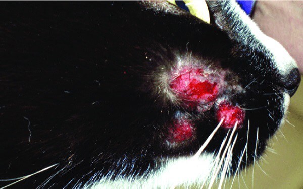 bệnh thường gặp ở mèo, chăm sóc mèo, hoàng thượng, mèo bị nấm, thú cưng, đời sống, mèo bị nấm: nguyên nhân, dấu hiệu nhận biết và cách chữa trị