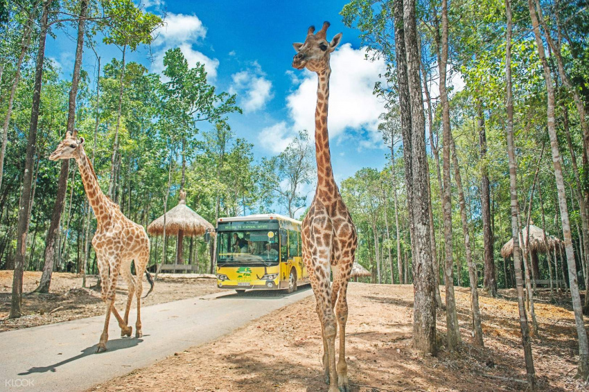 amazon, khám phá điều đặc biệt từ vườn thú bán hoang dã safari phú quốc