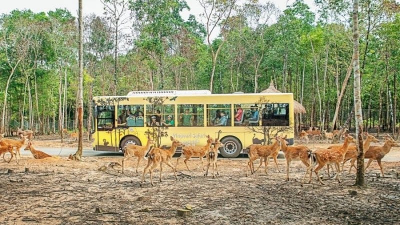 amazon, khám phá điều đặc biệt từ vườn thú bán hoang dã safari phú quốc