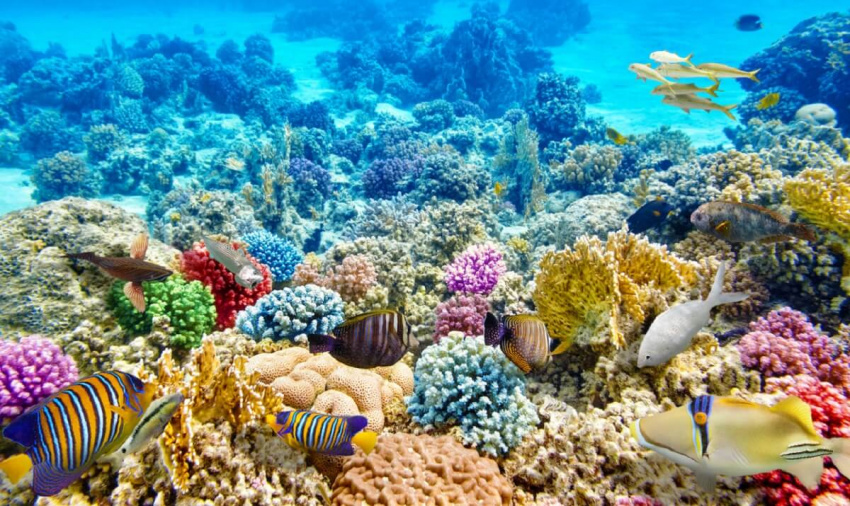 muốn lặn ngắm san hô phú quốc bạn phải nắm những kinh nghiệm này trong tay