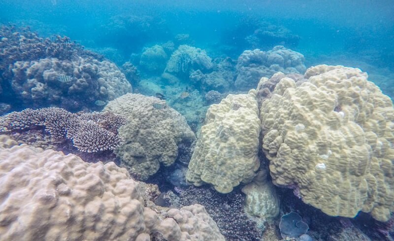 muốn lặn ngắm san hô phú quốc bạn phải nắm những kinh nghiệm này trong tay