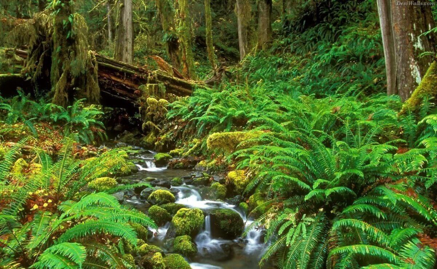 khám phá rừng nguyên sinh phú quốc – lá phổi xanh rộng bậc nhất khu vực nam bộ