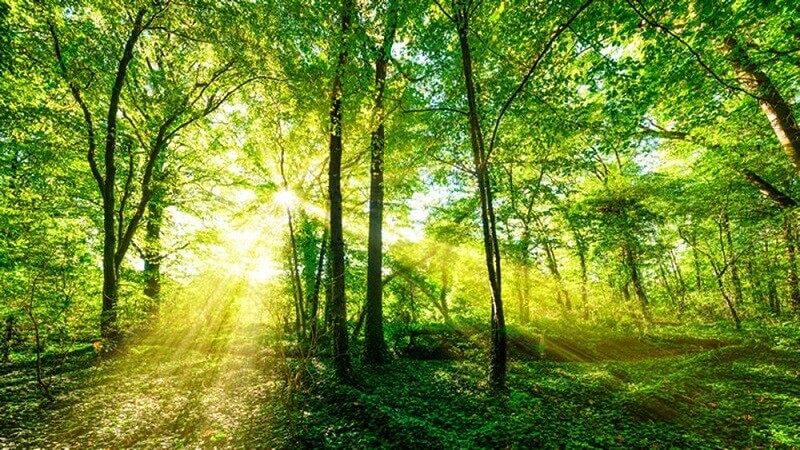 khám phá rừng nguyên sinh phú quốc – lá phổi xanh rộng bậc nhất khu vực nam bộ