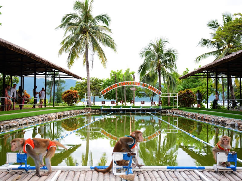 Đảo Khỉ, Đảo Khỉ Nha Trang, Du lịch Đảo Khỉ Nha Trang, [tổng hợp] Kinh nghiệm đi đảo khỉ Nha Trang