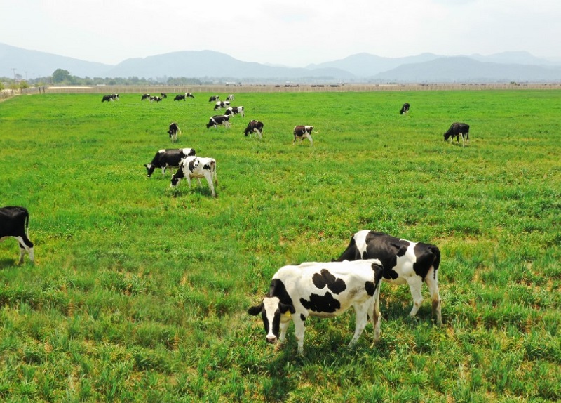 khám phá trang trại bò sữa mộc châu chi tiết 2022