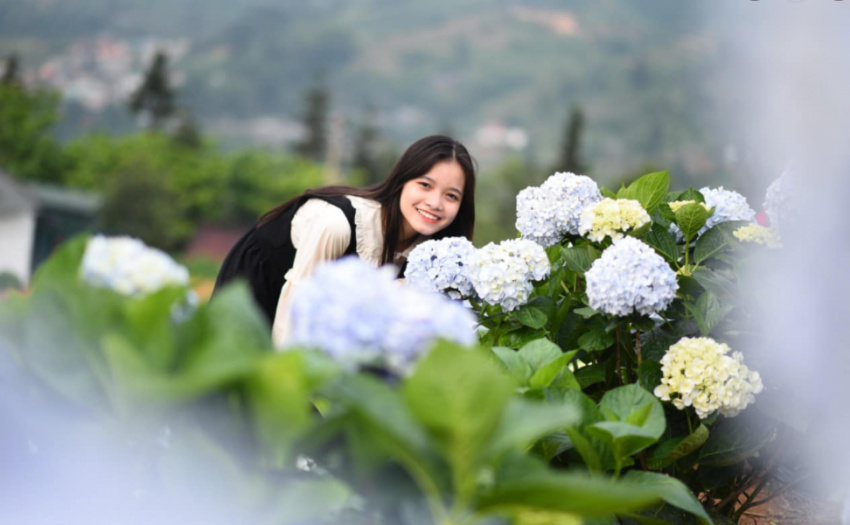 Kinh nghiệm đi ngắm thung lũng hoa cẩm tú cầu ở Cao Bằng