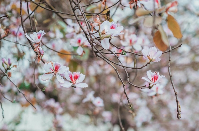 cẩm nang du lịch mộc châu tháng 3 – mùa hoa và lễ hội