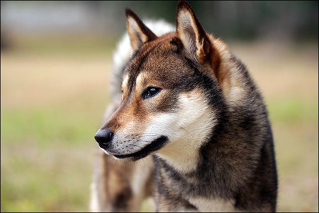 top 6 giống chó được coi là quốc bảo tại nhật bản