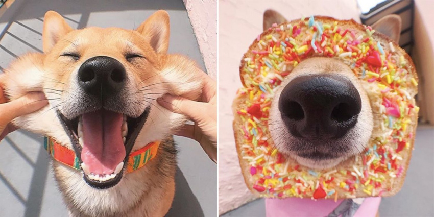 gặp gỡ shiba – loài chó có gương mặt hạnh phúc nhất thế giới