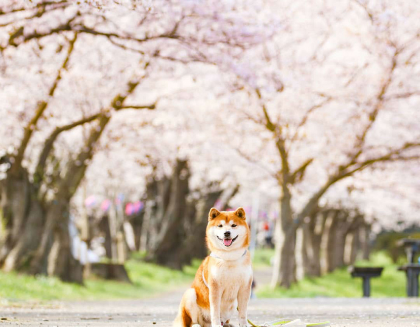gặp gỡ shiba – loài chó có gương mặt hạnh phúc nhất thế giới