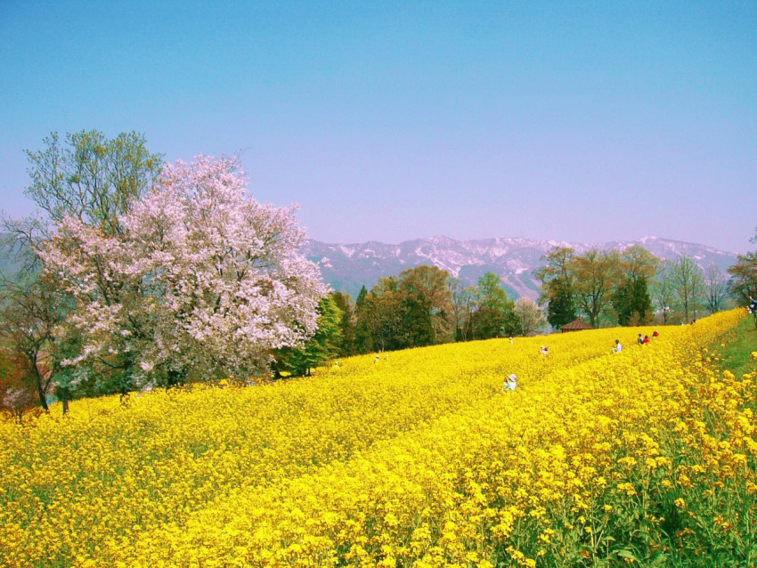 mùa xuân không chỉ có hoa anh đào: một vòng ngắm hoa vùng kanto-koshinetsu với vé jr east pass (khu vực nagano, niigata)