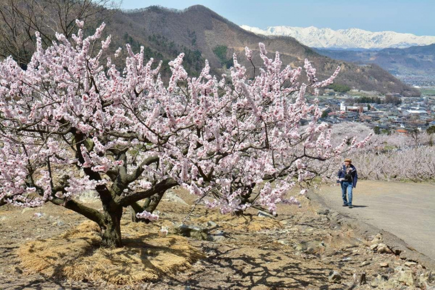 mùa xuân không chỉ có hoa anh đào: một vòng ngắm hoa vùng kanto-koshinetsu với vé jr east pass (khu vực nagano, niigata)
