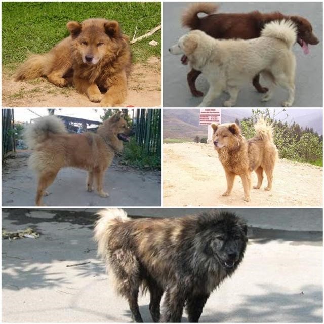 Top 10 thông tin thú vị về giống chó Bắc Hà Lào Cai