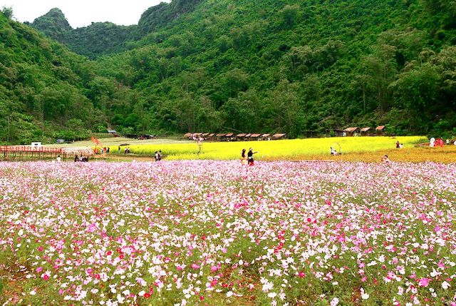 Top 10 lưu ý khi đi thung lũng hoa bắc hà Lào Cai
