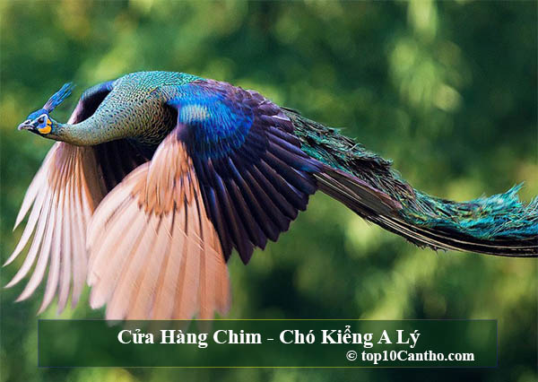 Top 10 Cửa hàng chim cảnh đa chủng loại tại Ninh Kiều Cần Thơ